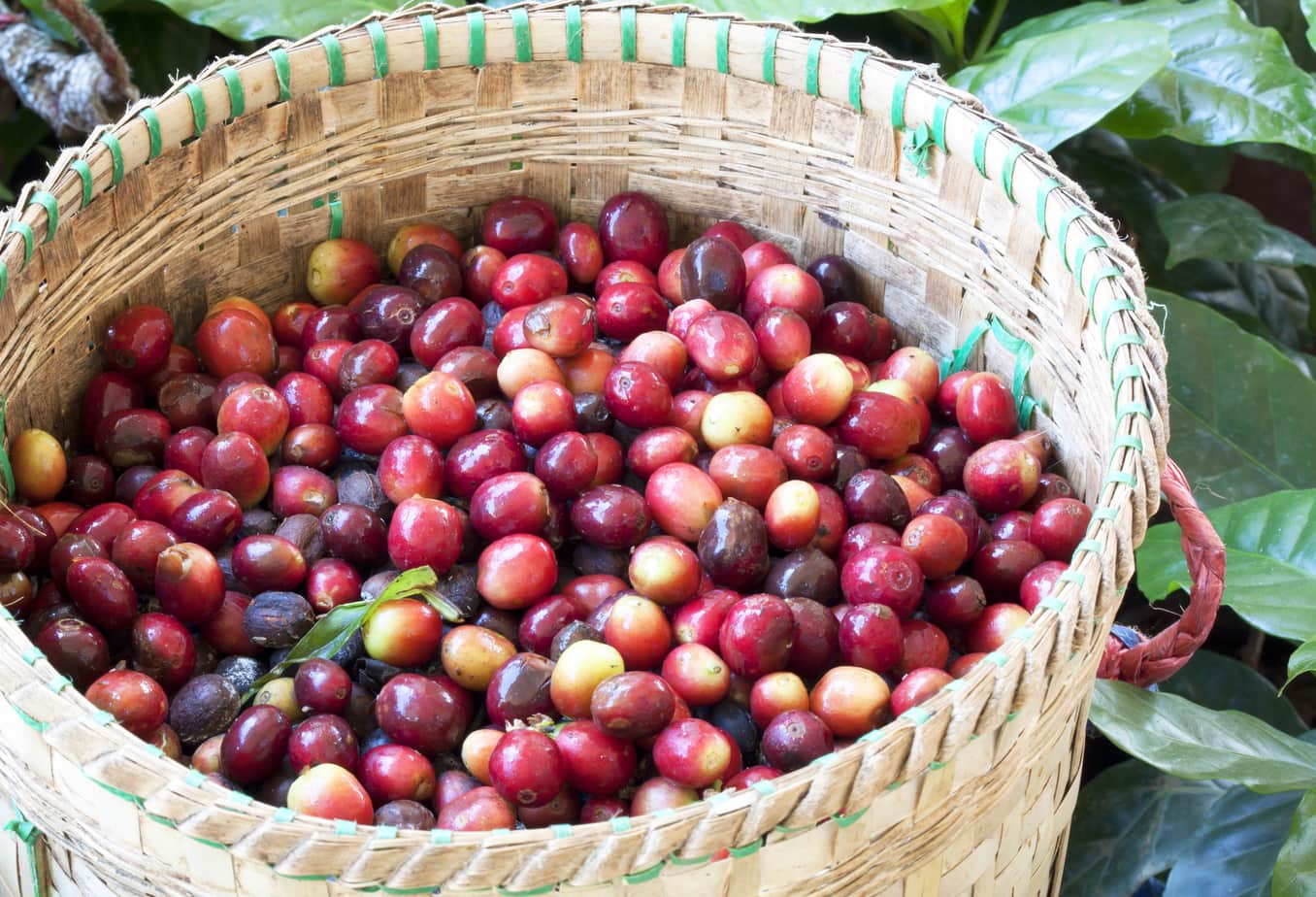 Everything You Need To Know About Cherry Coffee